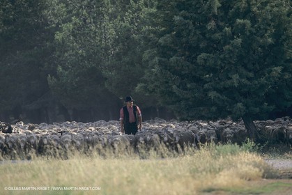 France, Provence, Moutons, bergers, élevage, transhumance
