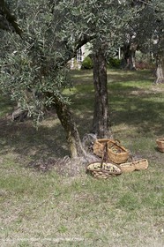 France, Provence, Oliviers, oliveraies, olive trees