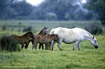 Camargue (FRA,13)