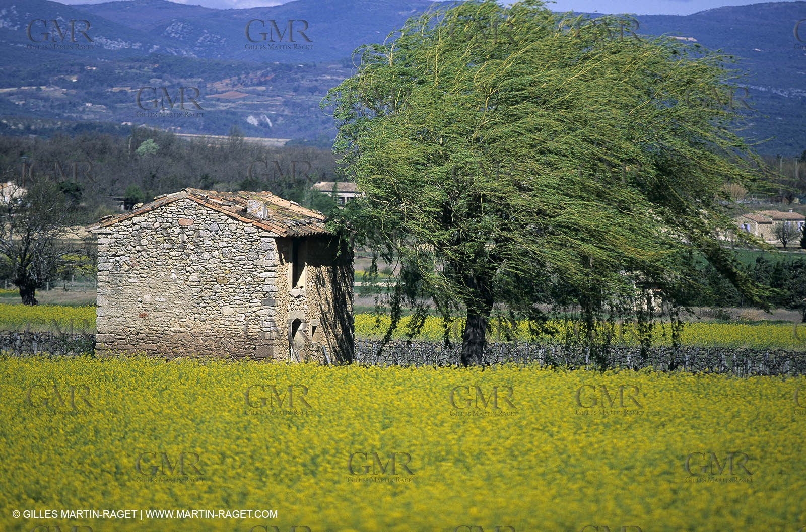 Alpilles (FRA,13), Rape fields