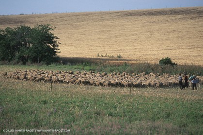 Saint Rémy de Provence (FRA,13) - Fête de la Transhumance