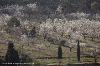 March 30th 2012 - Saint Saturnin les Apt (FRA, 84) - blooming cherry trees
