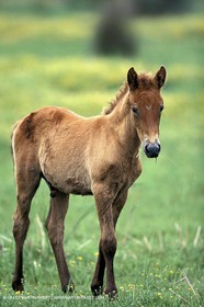 Camargue Horse