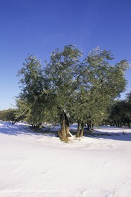 Provence under snow - Baux ed Provence