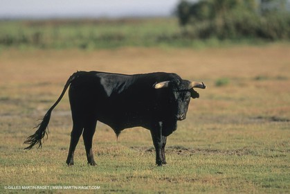 France, Provence, Camarggue, Taureaux de Camargue, bulls