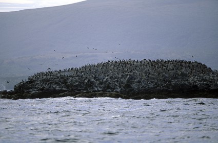 Patagonia