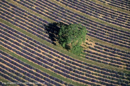 Lavander fields