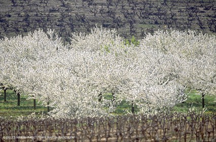 Cherry trees fields in spring
