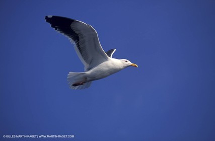 Animaux marins