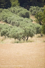 24 Juin 2008 - Saint Rémy de Provence (FRA-13) - Paysage des Alpilles