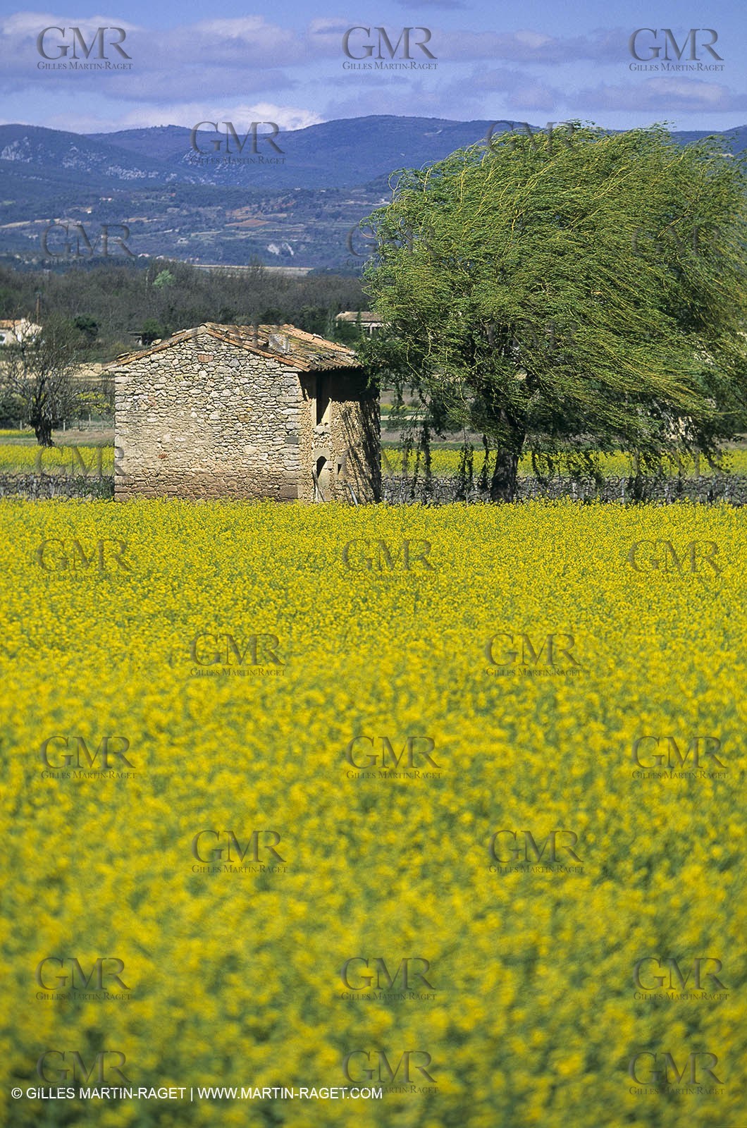 Alpilles (FRA,13), Rape fields