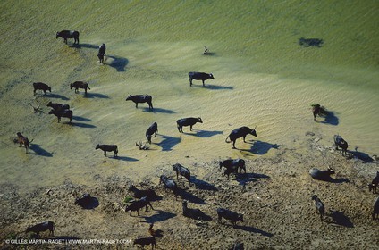 Bouches du Rhône, Camargue (FRA 13) - Taureaux de Camargue