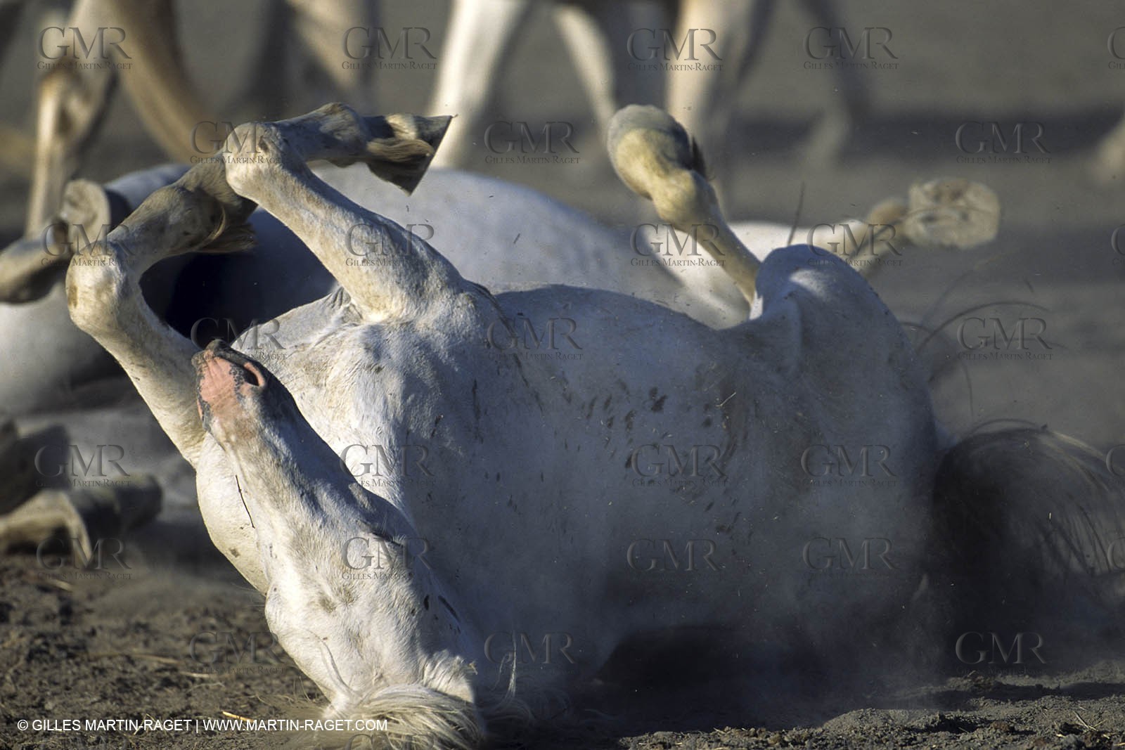 Camargue horses