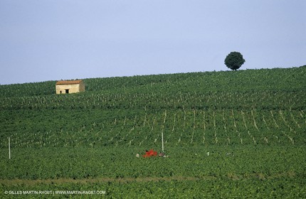 Nimes-Vendanges mécaniques-été 2004