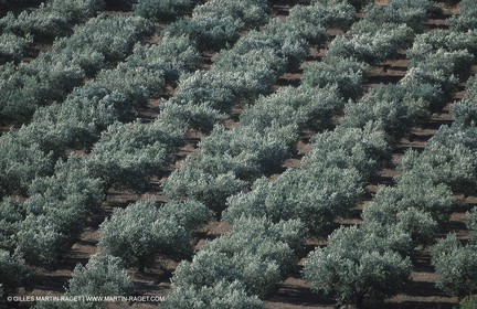 Baux de Provence valley olive tree fields