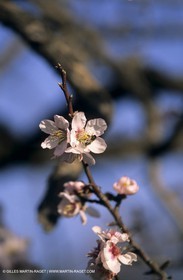 Luberon, Vaucluse (FRA,84) - Arbres fruitiers en fleur