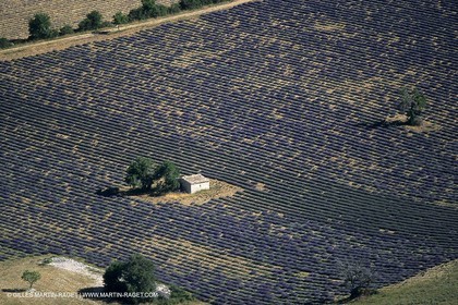 Lavander fields
