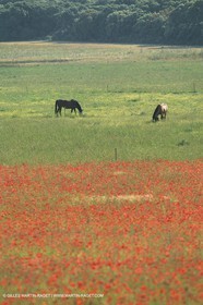 France, Provence, Champs de Coquelicots   Poppies fields