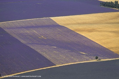 France, Provence, Lavender fields
