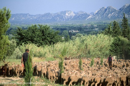 Saint Rémy de Provence (FRA,13) - Fête de la Transhumance