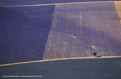 lavander fields , 2005  , Valensole plateau