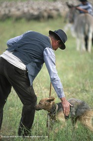 Saint Rémy de Provence (FRA,13) - Fête de la Transhumance