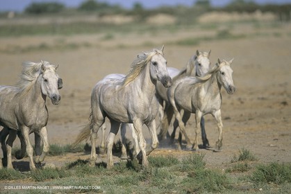 France, Provence, Camargue, chevaux   Horses