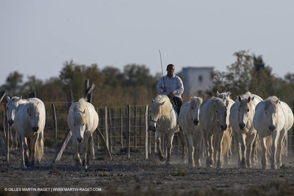 18 04 2011 - Les Saintes Maries de la Mer - Camargue white horses