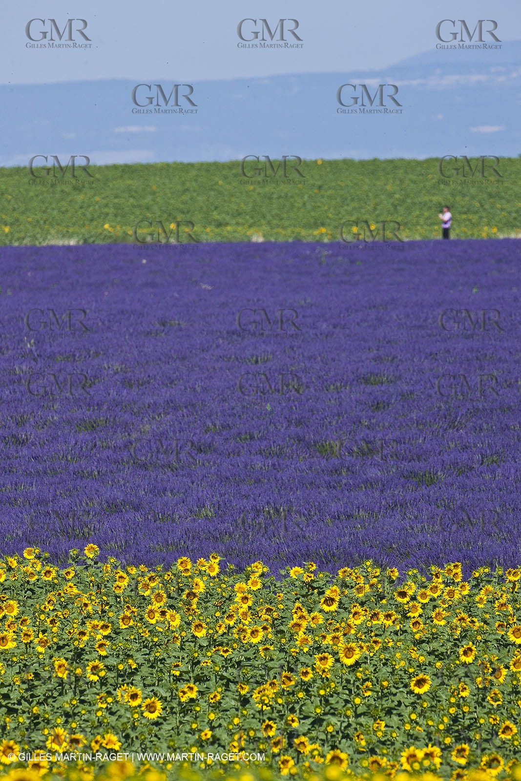 27 06 2011 - Valensole (FRA, 04) - Lavander fields