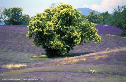 Lavander fields