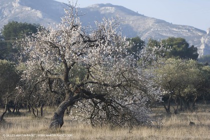 23 02 2008 - Saint Rémy de Provence (FRA, 13) - Paysages des Alpilles