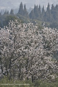 16 02 2008 - Les Baux de Provence (FRA, 13) - Alpilles hills landscapes