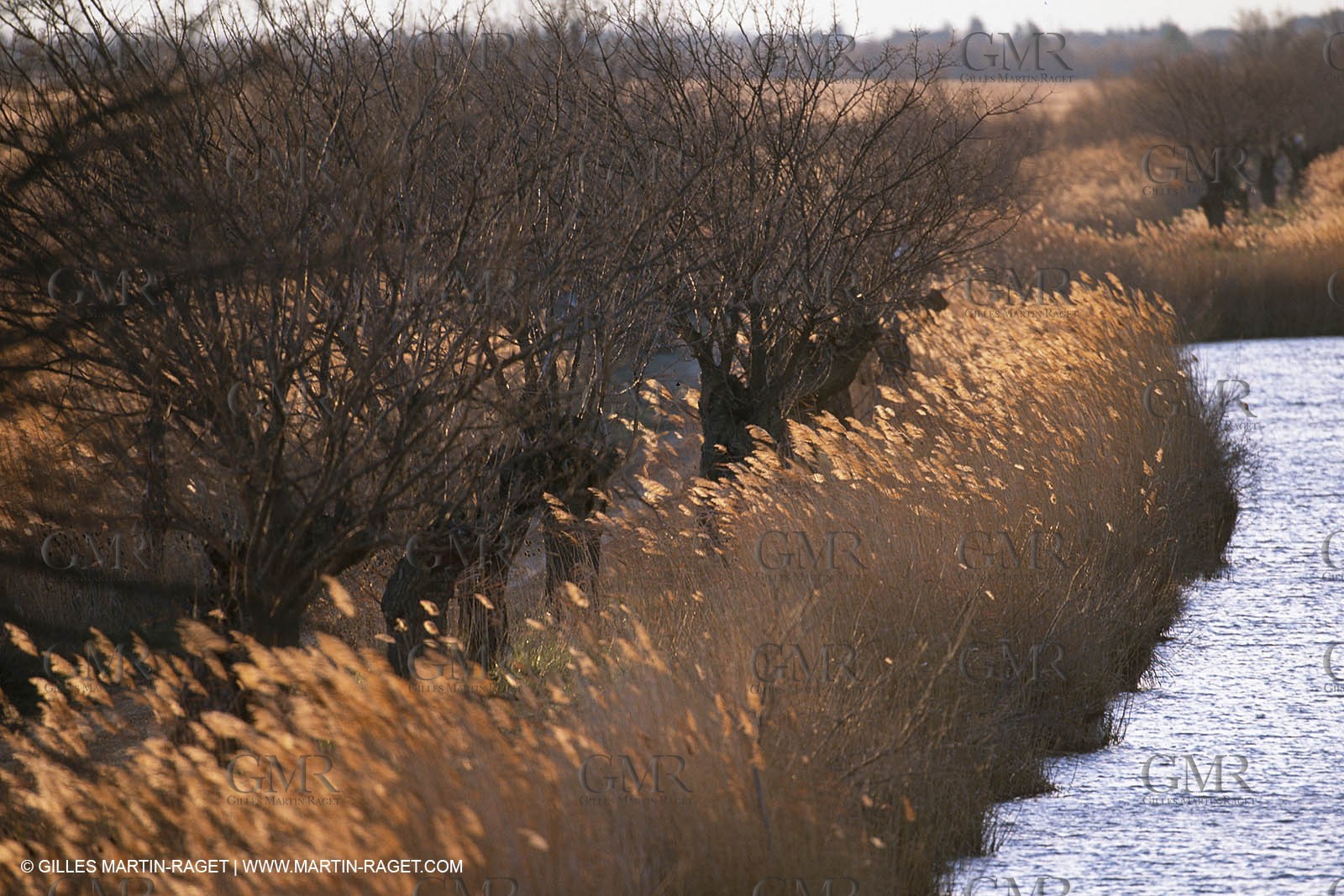 Camargue (FRA,13) - Little Camargue