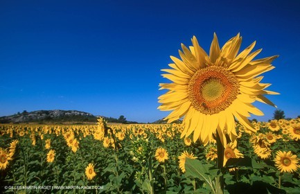 Tournesols