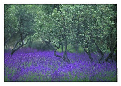 Lavander 2