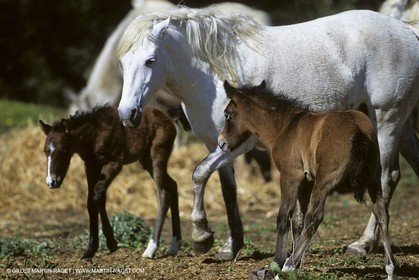 Les Saintes Maries de la mer (FRA,13) - Camargue horses