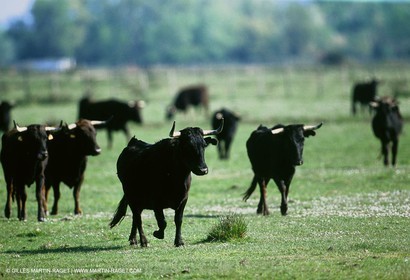 Bouches du Rhône, Camargue (FRA 13) - Camargue bulls