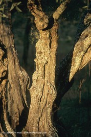 France, Provence, Bois d'olivier   olive tree wood
