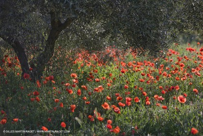 04 05 2008 - Saint Rémy de Provence (FRA, 13) - Paysages des Alpilles