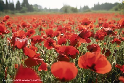 France, Provence, Champs de Coquelicots   Poppies fields