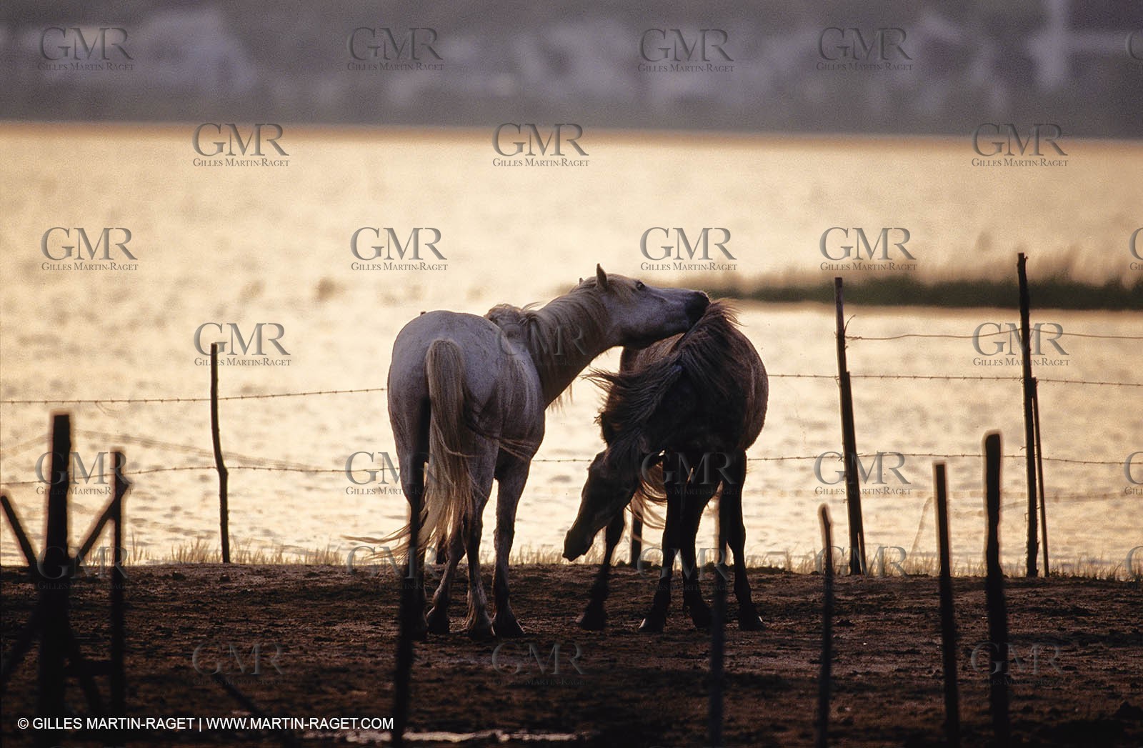 2000-2010- Arles - Les Saintes Maries de la mer (FRA,13) - Camargue horses