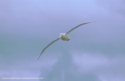 Animaux marins