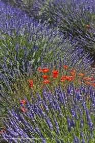 27 06 2011 - Valensole (FRA, 04) - Lavander fields