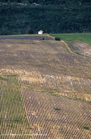 lavander fields , 2005 , Sault plateau