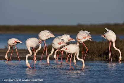 09 04 2011 - Les Saintes Maries de la Mer (FRA,13) - Flamants de Camargue