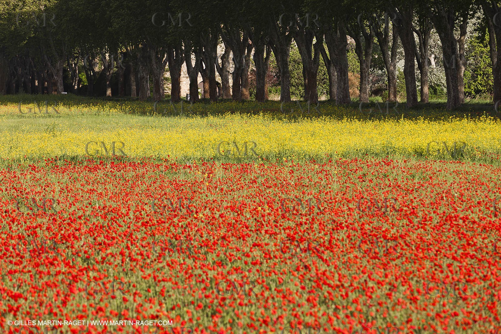 29 04 2012 ( Saint Rémy de Provence (FRA, 13) - Chaîne des Alpilles vers Romanin