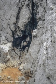 France, Provence, Parc National des Calanques de Marseille, Chèvres de l'Ile Maire