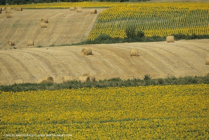 France, Provence, champs de Colza