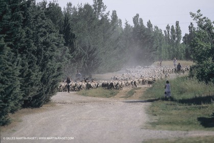 France, Provence, Moutons, bergers, élevage, transhumance