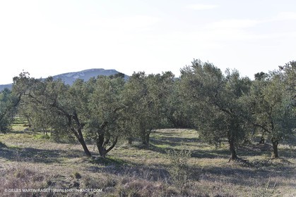 16 02 2008 - Les Baux de Provence (FRA, 13) - Paysages des Alpilles